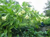 CIMG1345.webp