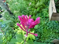 CIMG1117.webp