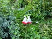 CIMG1119.webp