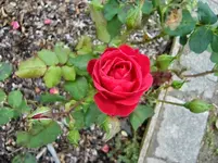 CIMG1133.webp