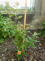 CIMG1185.webp