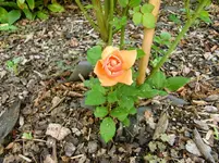 CIMG1186.webp