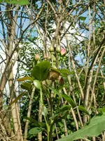 CIMG1274.webp