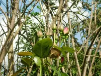 CIMG1275.webp