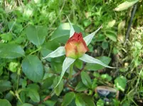 CIMG1289.webp