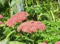 CIMG1282.webp
