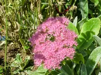CIMG1283.webp