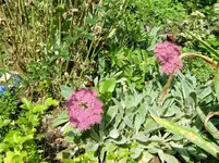 CIMG1284.webp