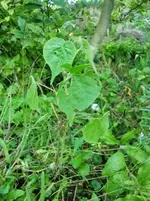 CIMG1352.webp