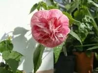 CIMG1311.webp