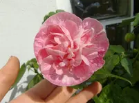 CIMG1312.webp