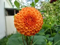 CIMG1207.webp