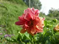CIMG1208.webp