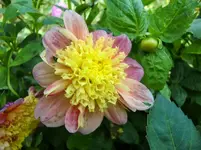 CIMG1209.webp