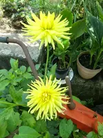 CIMG1214.webp