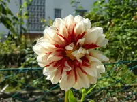 CIMG1232.webp
