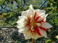 CIMG1233.webp