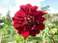 CIMG1235.webp