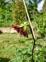 CIMG1237.webp