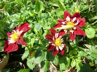 CIMG1239.webp