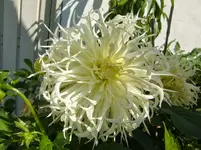 CIMG1255.webp