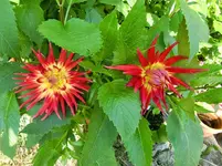 CIMG1267.webp