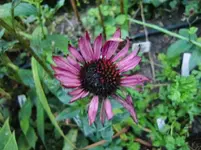 CIMG1127.webp