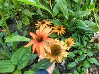 CIMG1129.webp