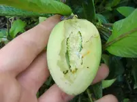 CIMG1147.webp