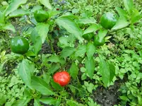 CIMG1140.webp