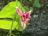 CIMG1268.webp