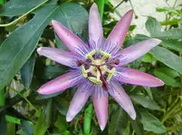 CIMG1301.webp