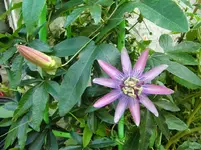 CIMG1302.webp