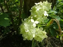 CIMG1300.webp