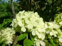 CIMG1277.webp