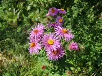 CIMG1295.webp