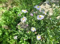 CIMG1286.webp