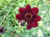 CIMG1246.webp
