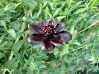 CIMG1249.webp