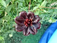 CIMG1248.webp