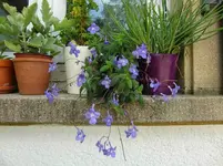 CIMG1225.webp