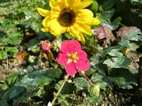 CIMG1221.webp