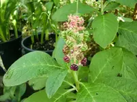 CIMG1212.webp