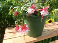CIMG1184.webp