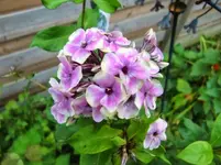 CIMG1153.webp