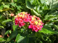 CIMG1250.webp