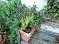 CIMG1355.webp