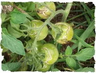 tomatenplatzen.webp