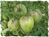 tomatenplatzen2.webp