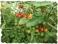 tomatenplatzen3.webp